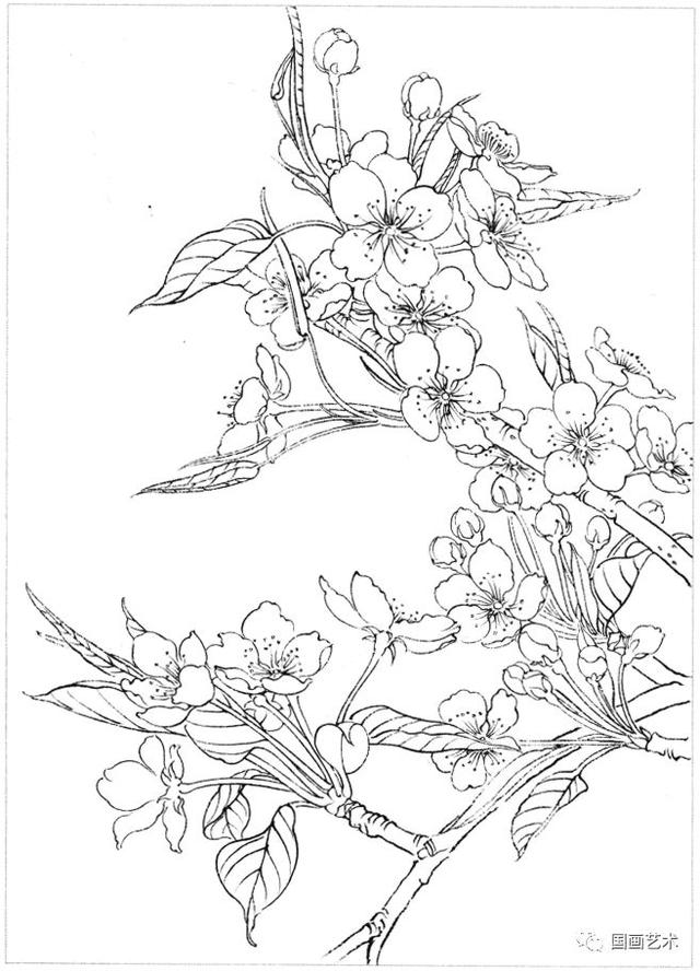 白描百花画谱选页欣赏1