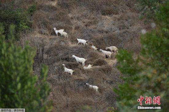 为防野火预防性断电美加州数十万户居民或受影响