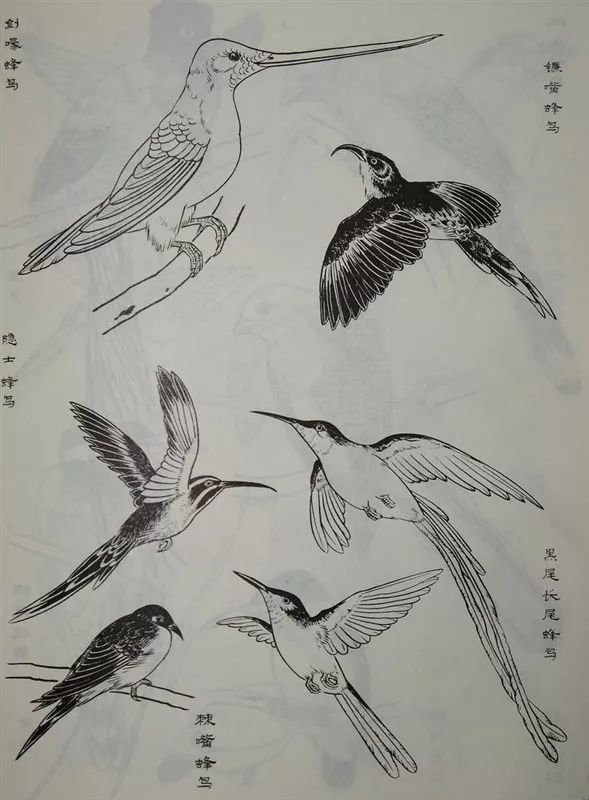 素材白描禽鸟类画谱120幅