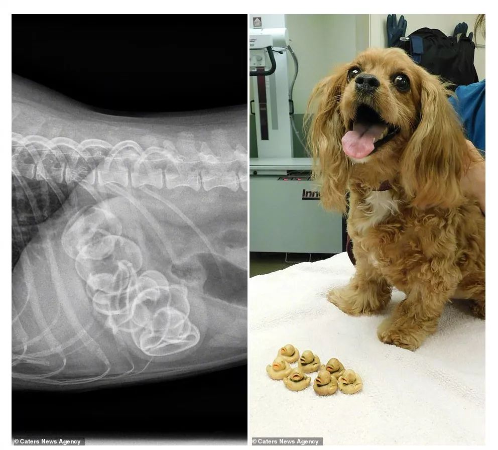 在狗狗的胃里，你找到过什么？