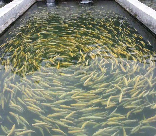 庆丰收丨鲟鱼鲑鳟鱼产业成果展示_养殖