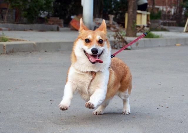 怎么教狗狗不乱跑出门 17373d6a51e440cd997a2d919c1e89ff.jpeg