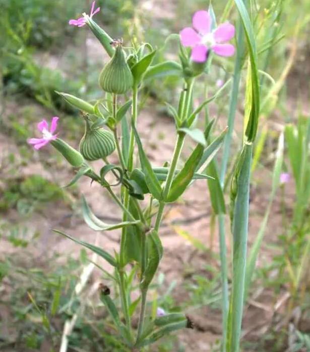 马兰头 别称:马兰,马莱,马郎头,红梗菜,鸡儿菜等.