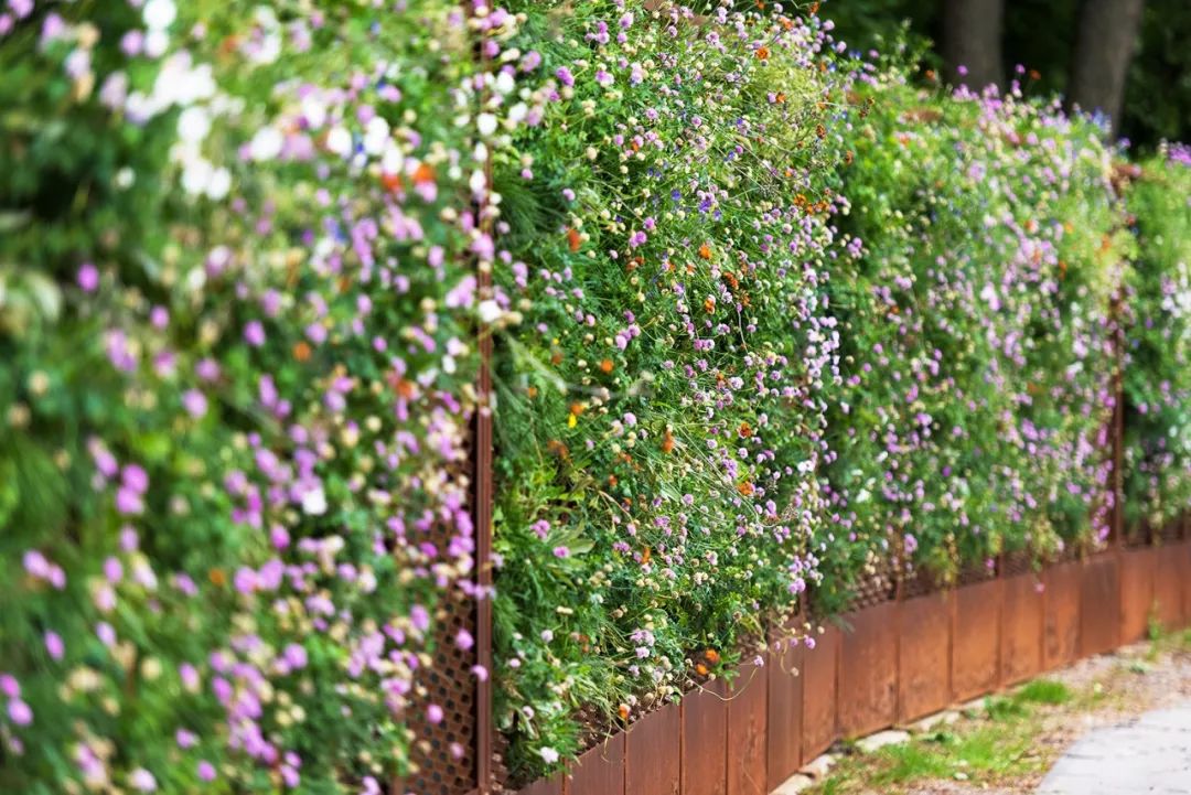 170米长,2米高含有开花植物的考顿钢板围墙 上面种植了28,000株植物