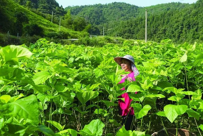 种桑养蚕:通道贫困地区精准扶贫的好产业!_桑蚕