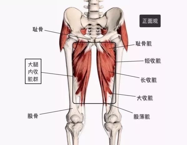大腿内侧肌群由5块肌组成,它们是耻骨肌,长收肌,短收肌,大收肌及股薄