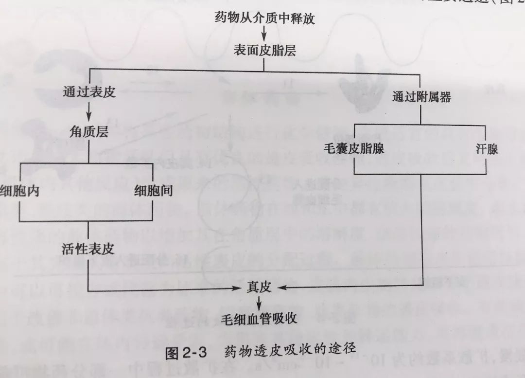 美国白人人口比例_美国白人(3)