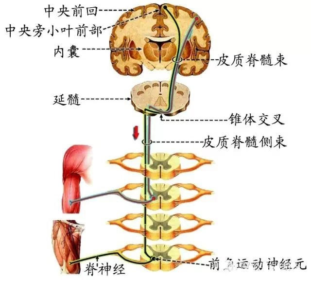 脑和脊髓的传导通路_神经元