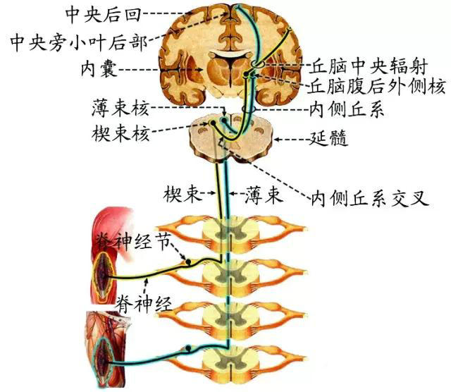 脑和脊髓的传导通路  一,感觉传导通路 (一)躯干和四肢的本体觉(深