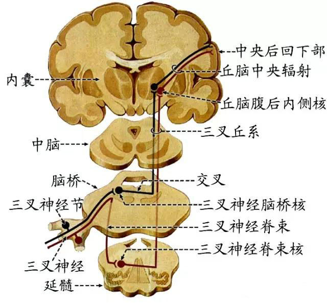 脑和脊髓的传导通路_神经元