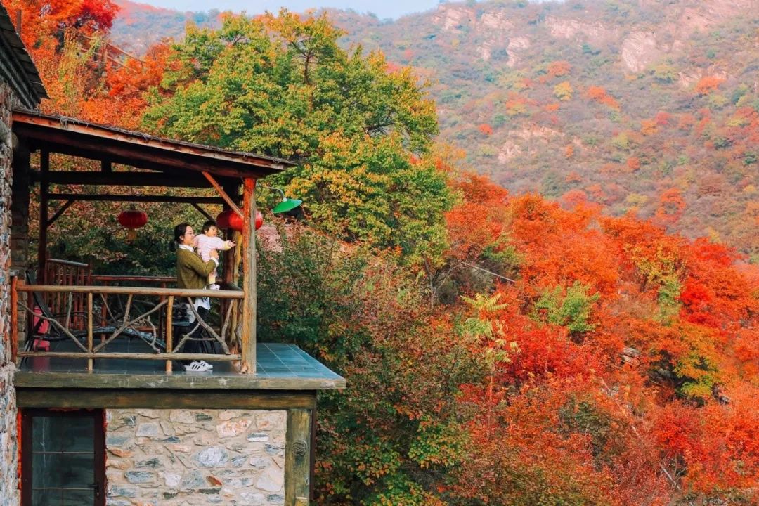 来房山坡峰岭,在最美的季节,看最美的红叶,住绝美的红叶房……坡峰岭