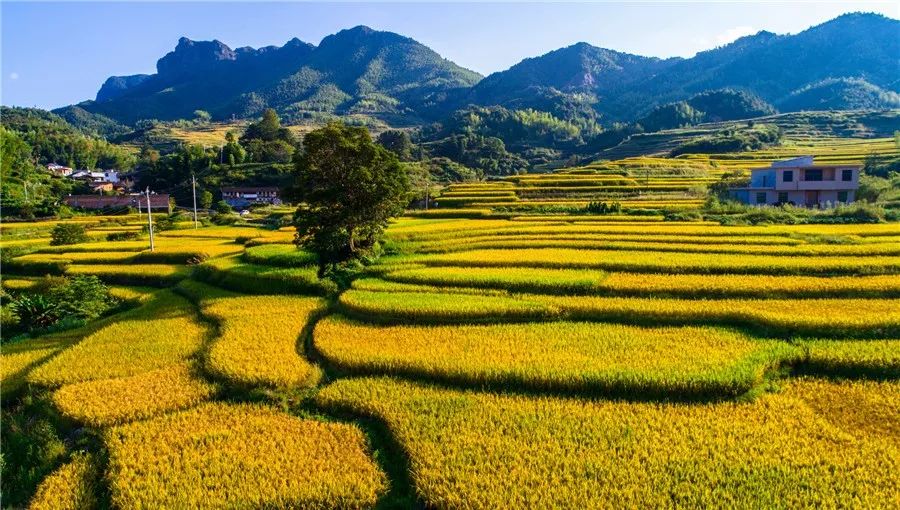 收割秋天这些年你都错过了哪些福建的秋日风景