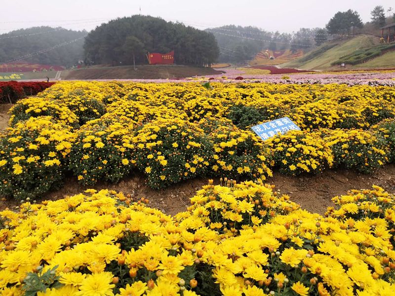 麻城五脑山秋色怎能辜负金秋菊花展给你好看