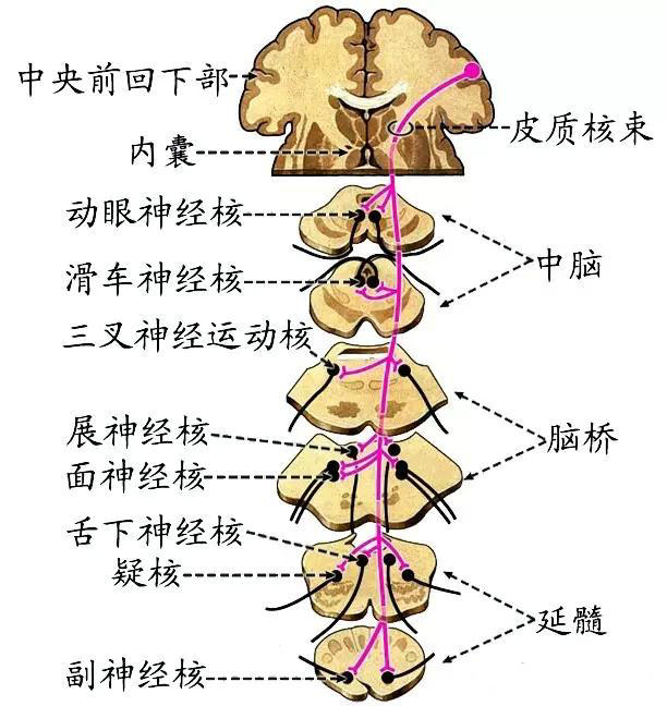 脑和脊髓的传导通路_神经元