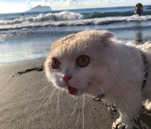 猫咪在家非常猖狂，可看到沙滩后却变怂猫