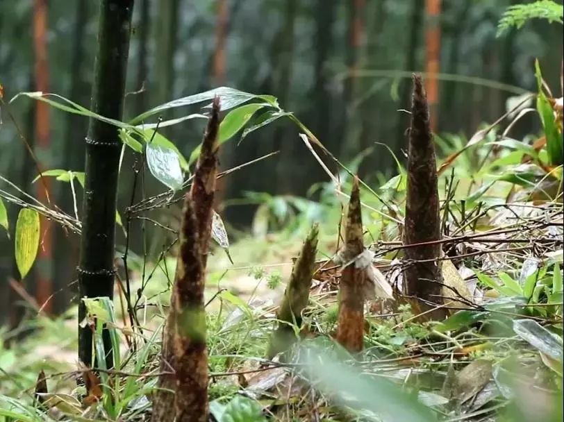 高山生长纯天然