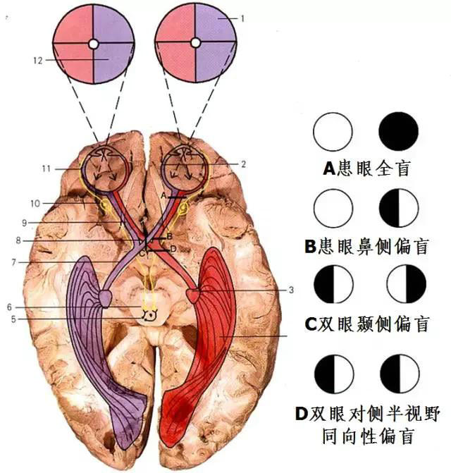 脑和脊髓的传导通路