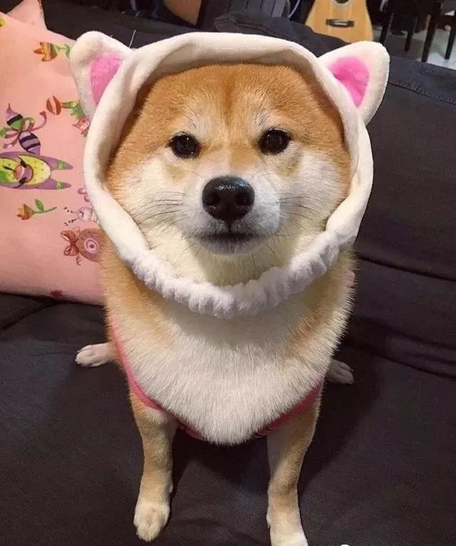 网友把柴犬打扮成一罐苹果西打汽水,全网笑翻:想喝!