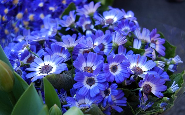 最美的花是什么品种 f5ccc46b6c6f4ddbafba53f68c0c83a0.jpeg