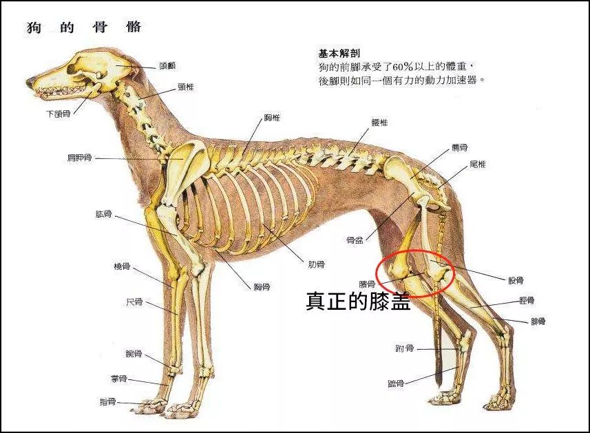 左边最后一根肋骨下面大约一两指的位置是什么器官啊?