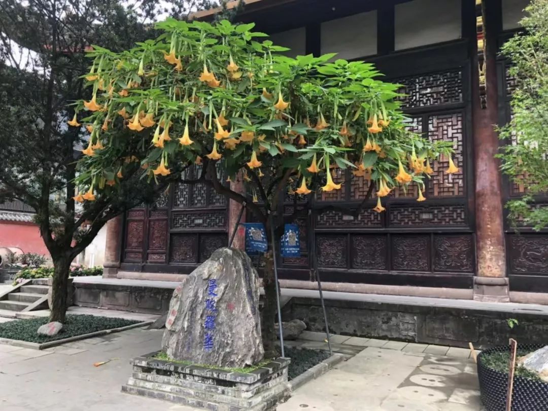 小早来到成都大慈寺,跨过大门,3株曼陀罗树便并排在进入寺庙的路上