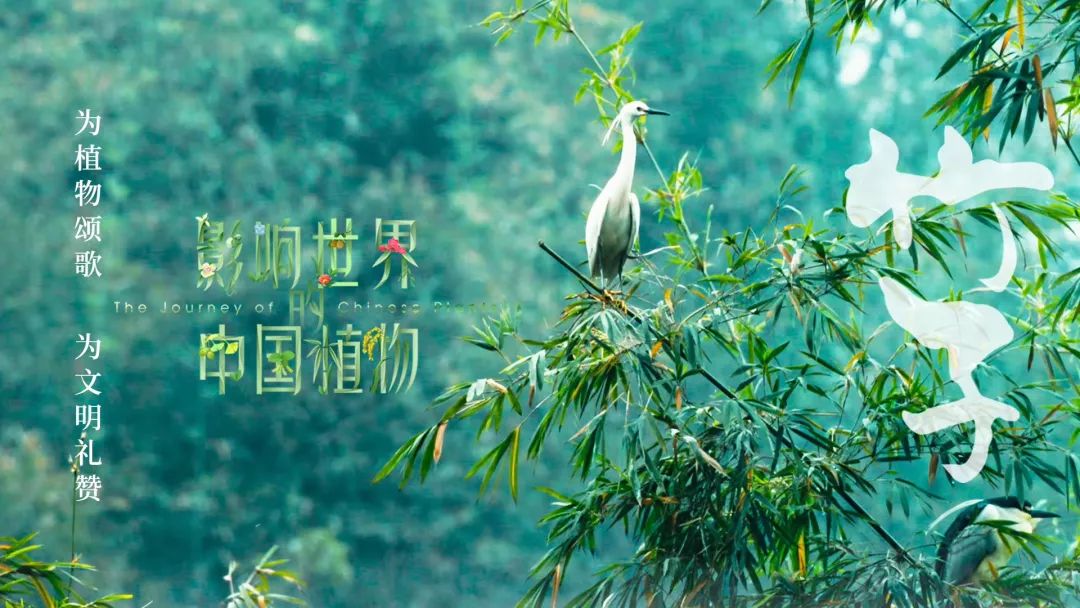 我院作曲系教师代博受邀为中国首部植物类大型纪录片影响世界的中国