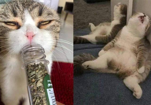 猫有猫薄荷可以吸，那狗呢？狗子：主人的气味