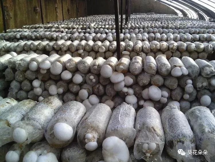 遵化经济总量_遵化一中图片(3)