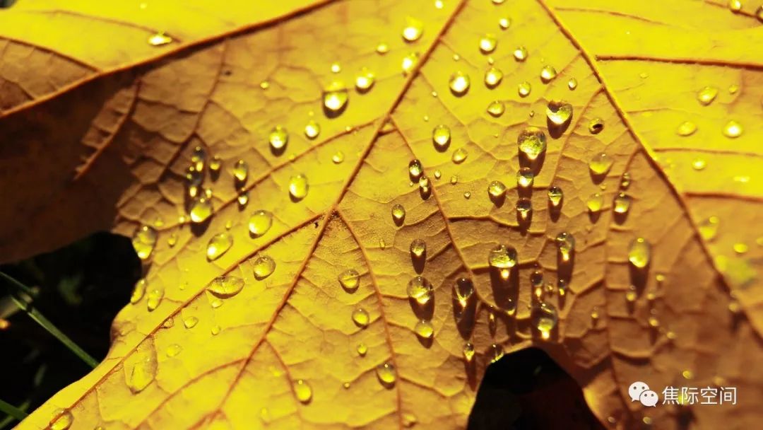 落叶知秋雨连连,我在秋梦里与你缠绵……_雨滴