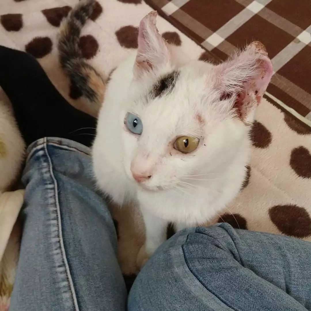 捡到只患有猫艾滋的猫,该怎么办?这位日本主妇