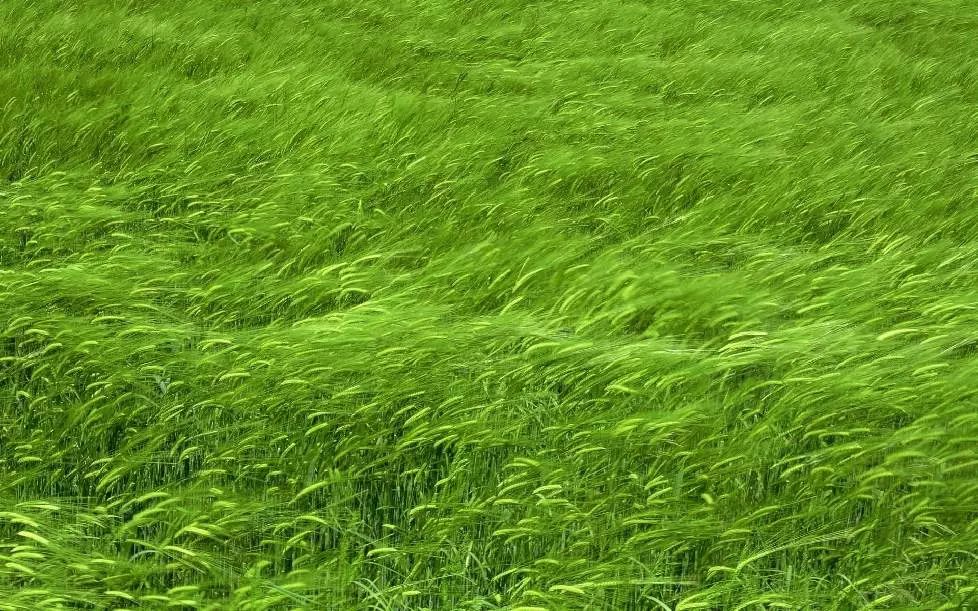 由于光线,坐姿,与屏幕间的距离等问题造成的视疲劳,光靠看绿色没有