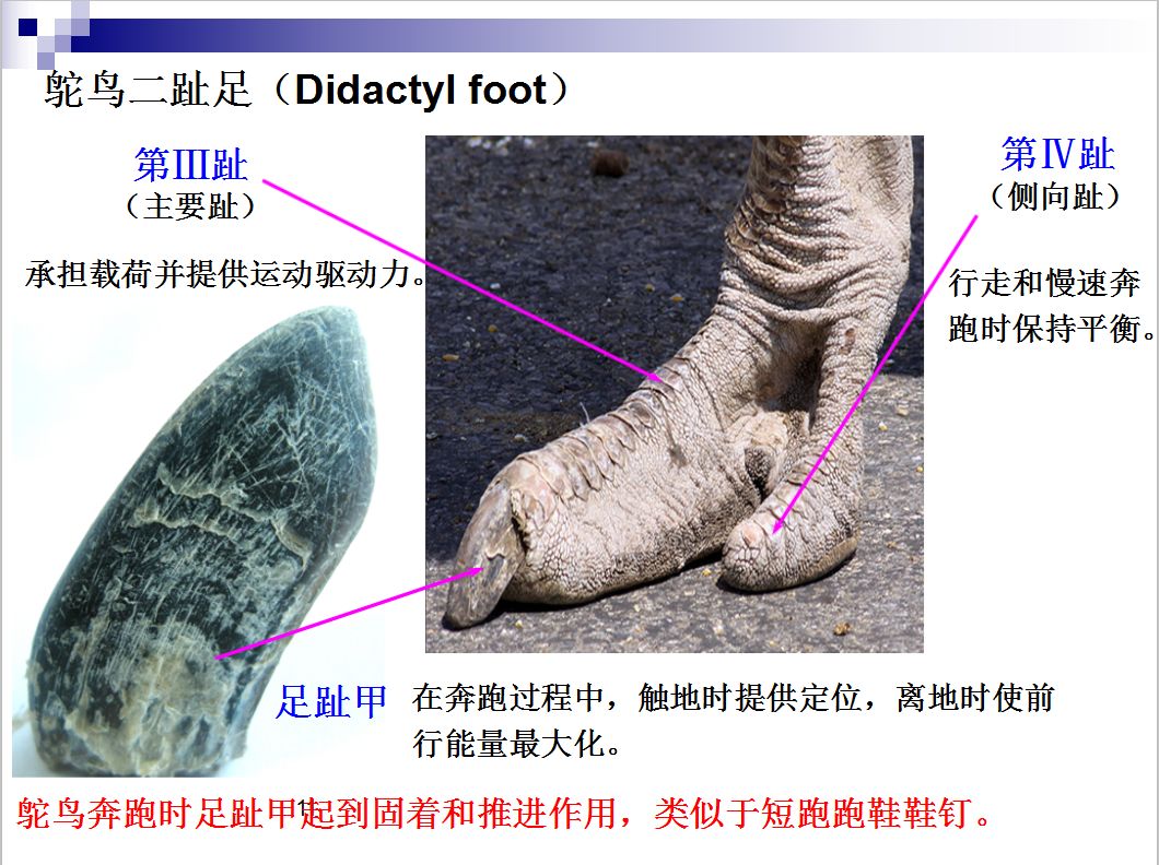 模仿鸵鸟足趾甲表面的凹凸结构与弯曲程度,结合短跑鞋人体工学,团队