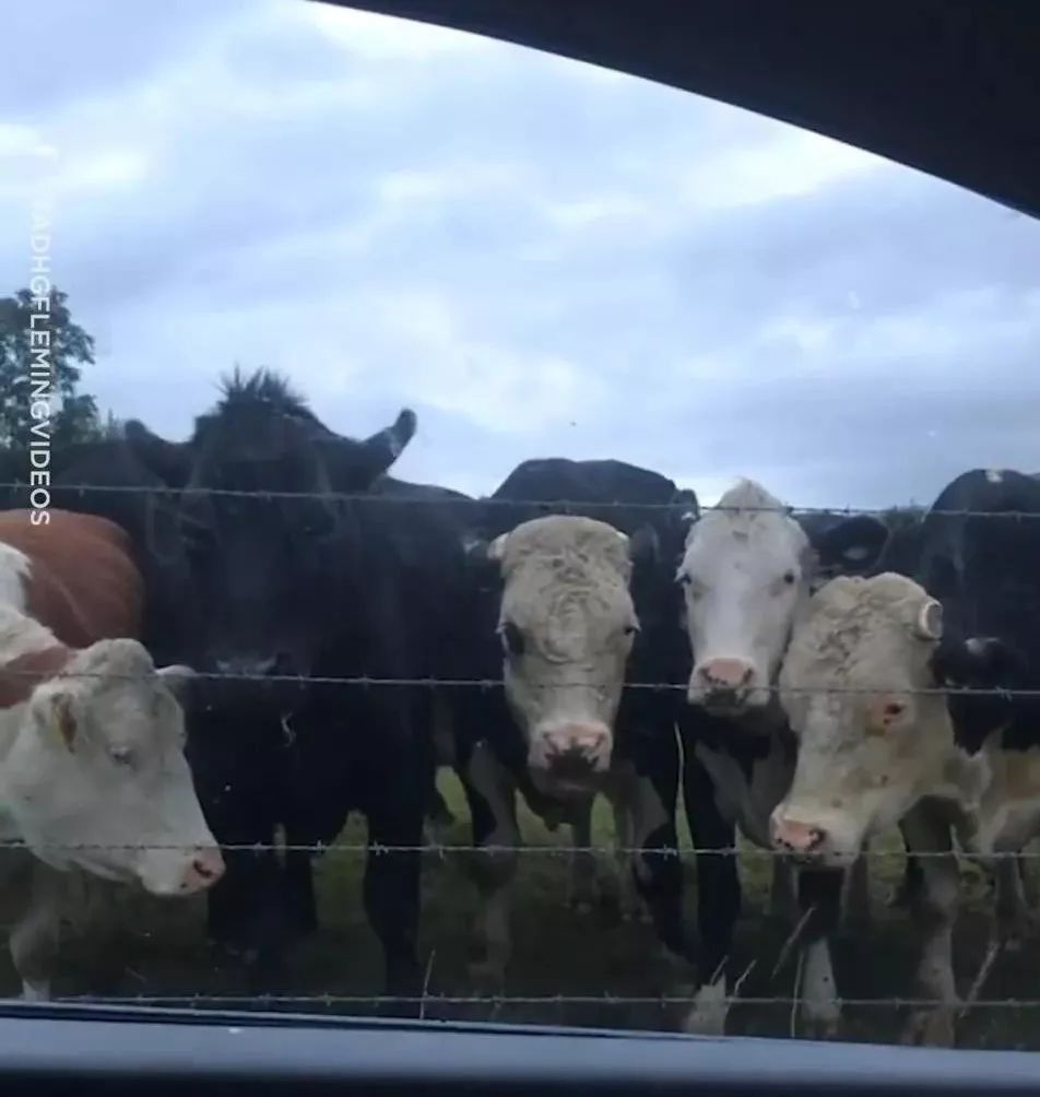 下车拍照却被狗锁在门外，而这时，围过来一群牛
