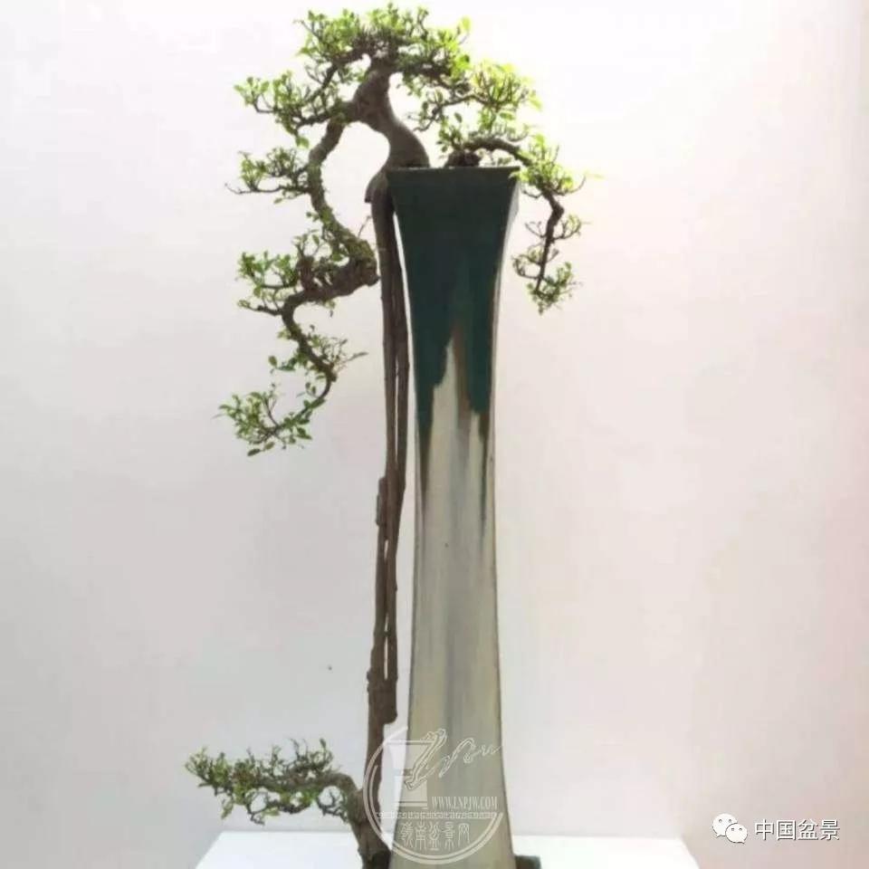风格的当代岭南盆景作品,荣获2019年中国北京世界园林博览会特等金奖