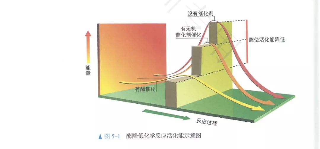 指明无论是无机催化剂还是酶均是因为降低了反应活化能而加快了实验