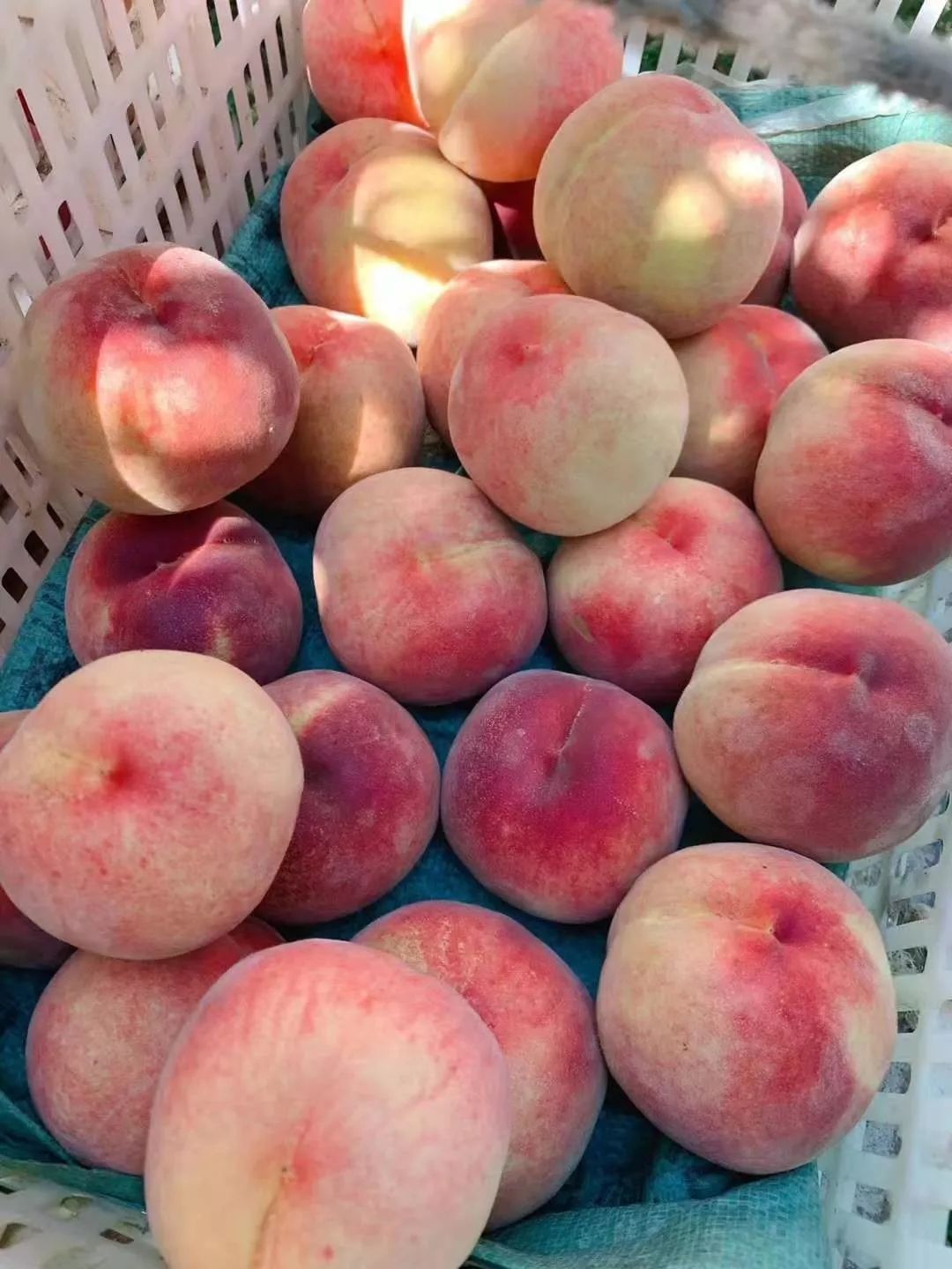 【2019最后一季蜜桃】金秋红蜜桃,令人惊艳的