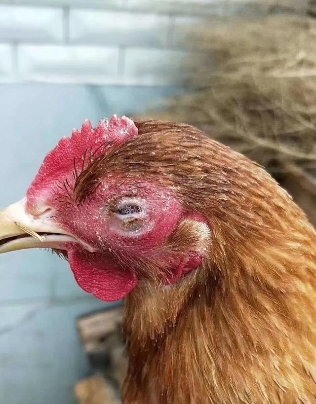 小鸡的眼睛发肿睁不开,这是什么病?到底该吃点什么药?