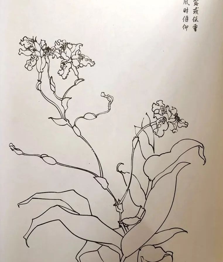 【国画教程】白描花卉的用线,又学会一招!_线条