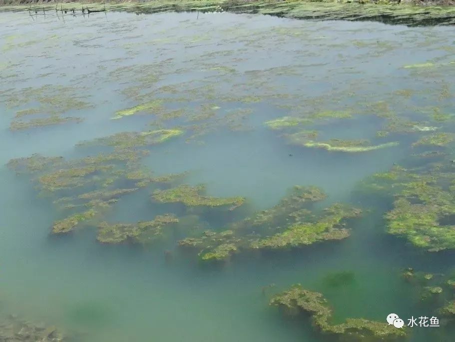 影响养鱼水体生态环境的生物因素:生物因素与鱼类养殖