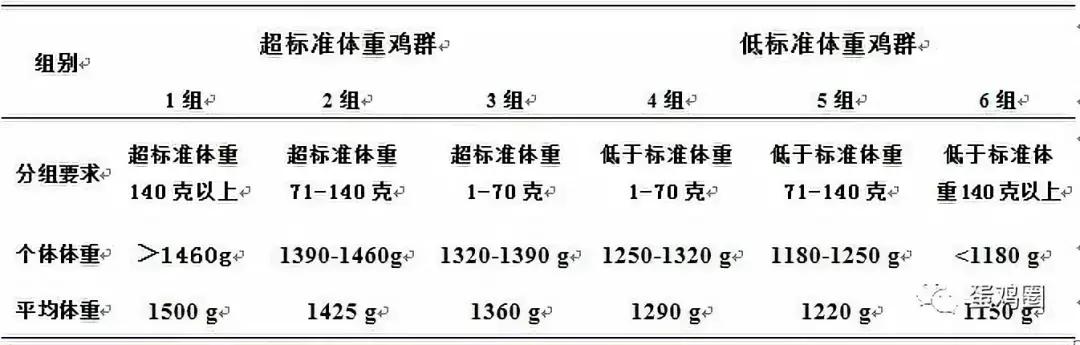 开产体重对蛋种鸡产蛋有啥影响 生产