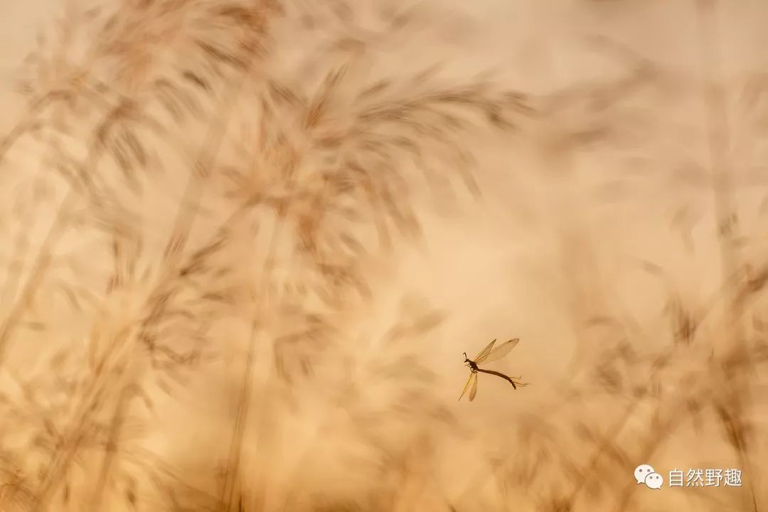 快讯| 亚洲第一人!袁明辉获西班牙自然摄影大赛三项大奖