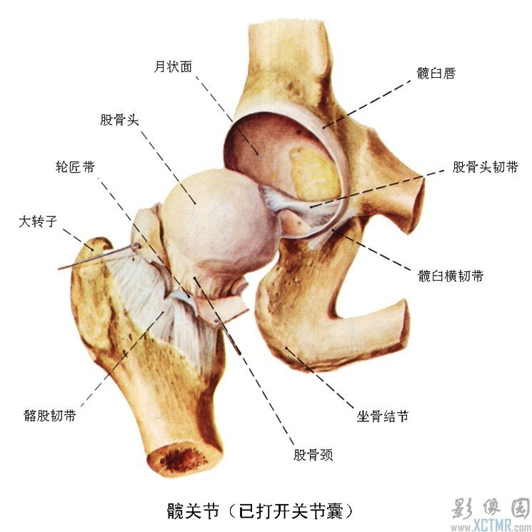 它由股骨头,髋臼两个骨性结构和软骨,盂唇,圆韧带,关节囊等软组织结构