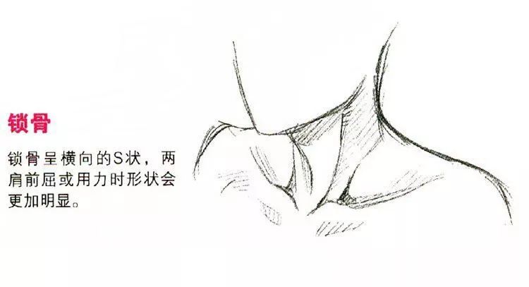 喉骨什么成语_喉骨图片(4)