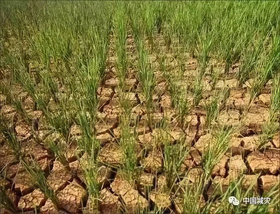 九江市都昌县芗溪乡农作物受旱