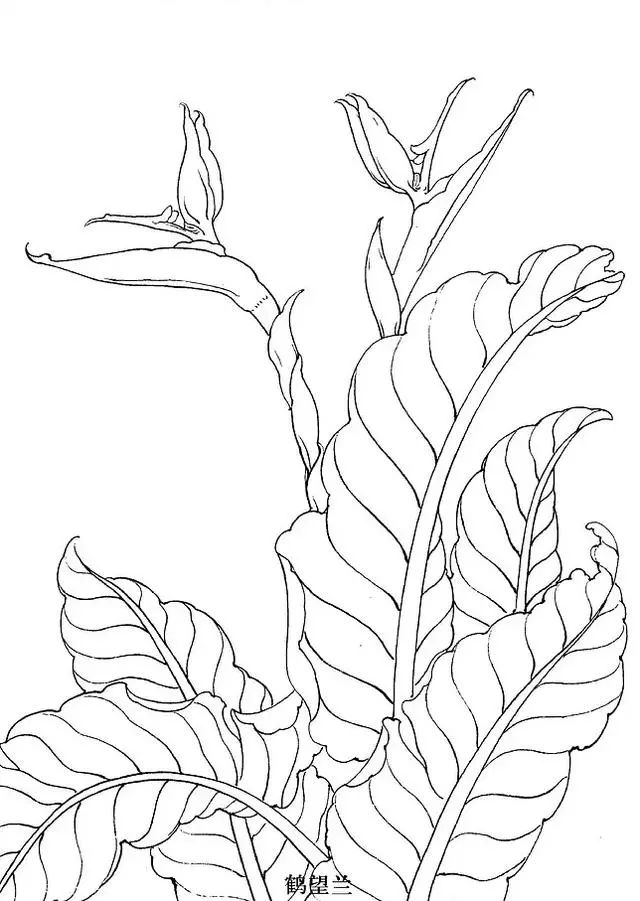 工笔白描花卉怎么画?这些素材不看亏大了