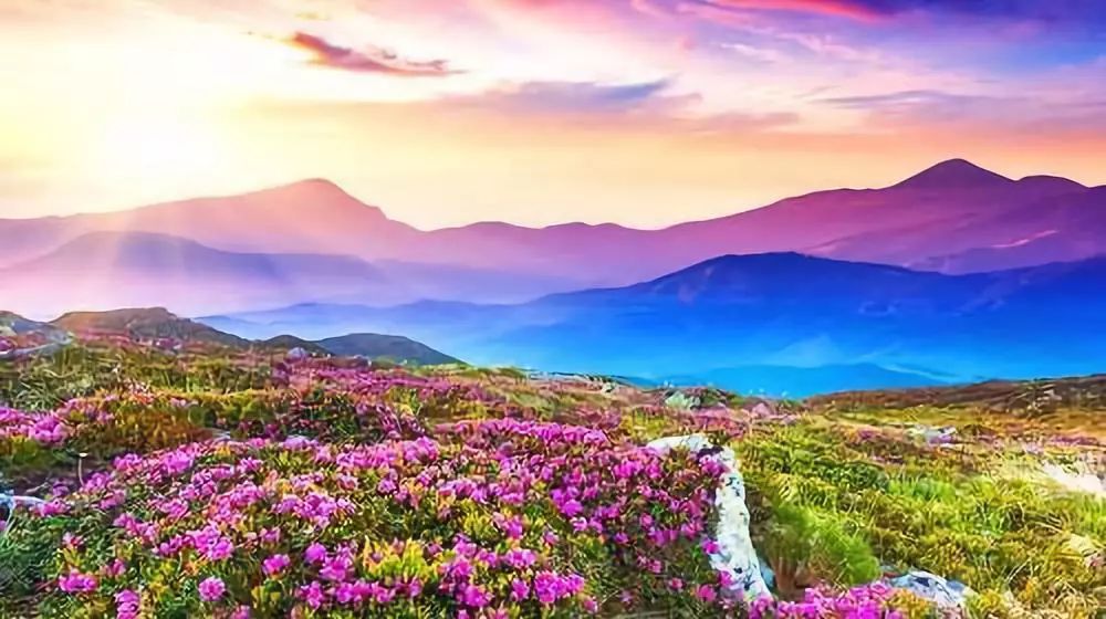 大理花海