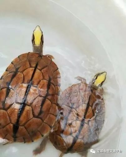 金钱龟海南种有三品，你的是几品？