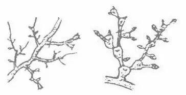 图解果树丰产树形修剪的八大方法,一看就懂及!_枝条