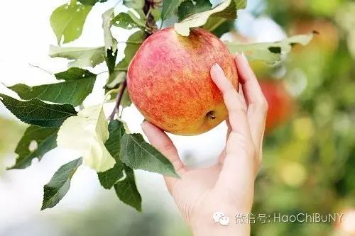 苹果是什么时候丰收 4f9c6b7d652e41fb9b856b2e4482dff1.jpeg