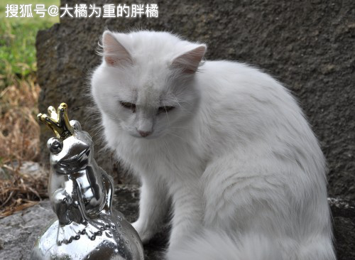 猫和瓜皮帽子怎么搭_猫怎么画